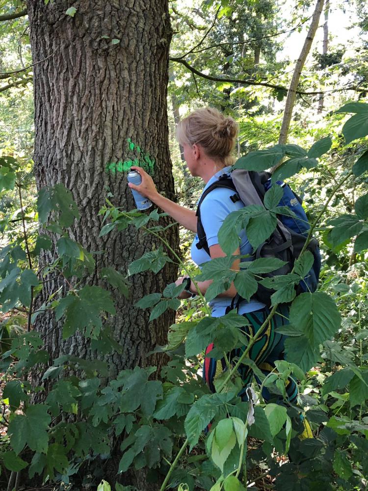 Hermien Beijl zet parcours canicrosswedstrijd uit_Puur natuur