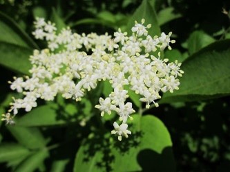 gewone vlier, sambucus nigrum