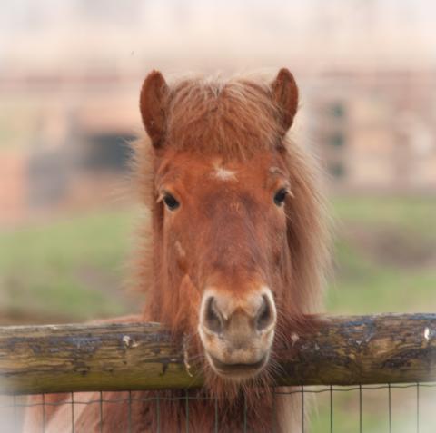 paard relax