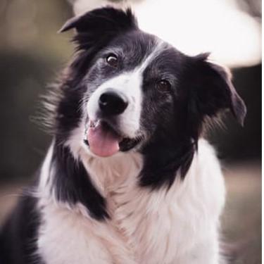 Border collie Gaia