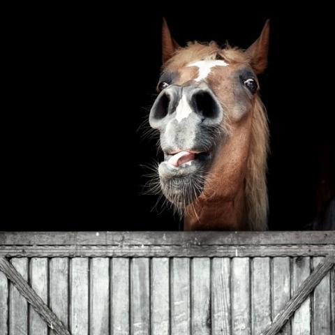 Angstig paard