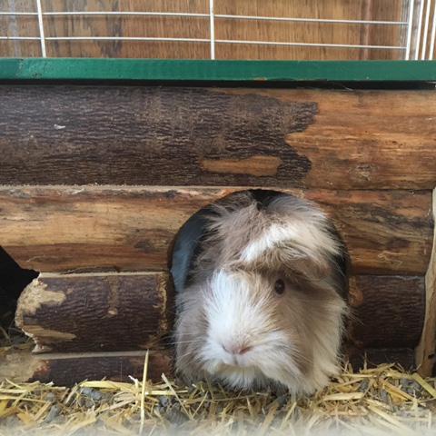 STOP! Animal Bodyguard Arometherapie ook bij de cavia