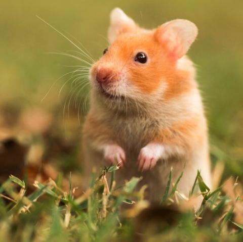 hamster