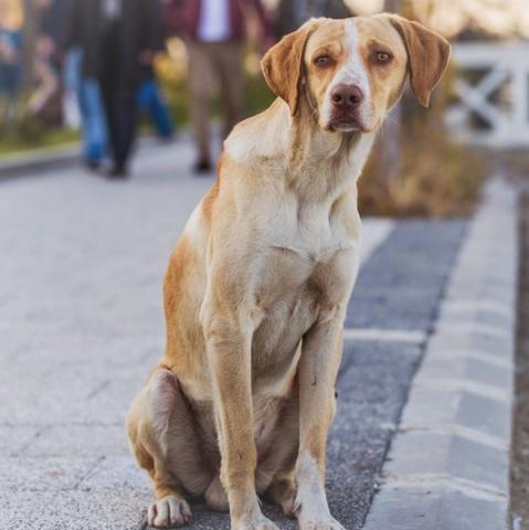 nieuwsgierige hond