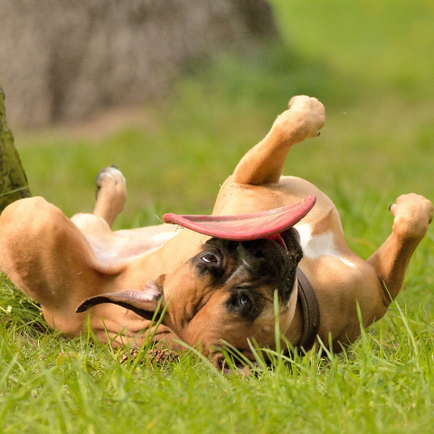 Emotionele weerbaarheid bij de hond