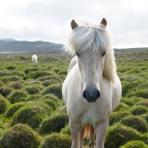 ijslands paard