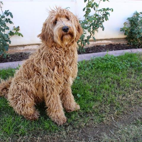 Dit is niet Tommie, maar een andere labradoodle