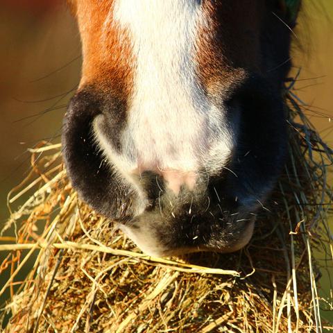 Maagzweren paard_nmlhealth