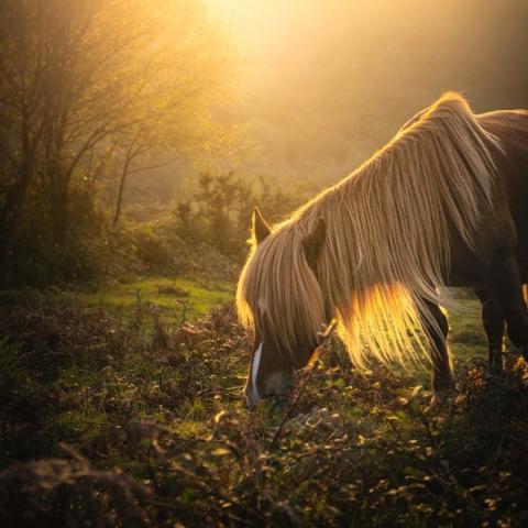 paard in de herfstzon