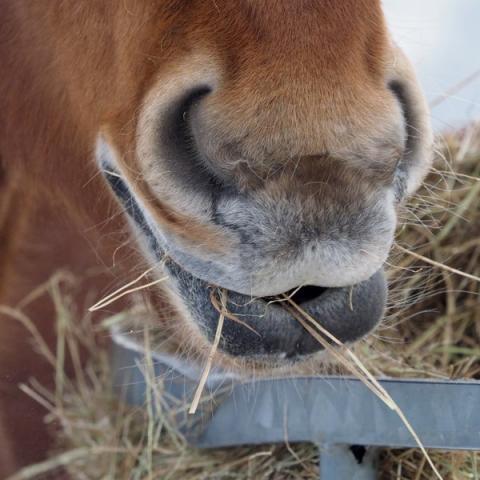 paard eet hooi