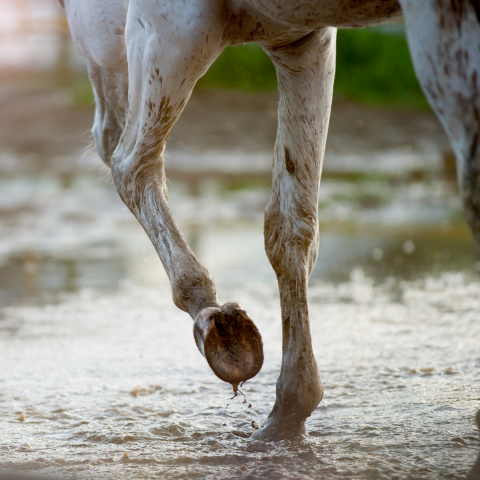 paard in plas