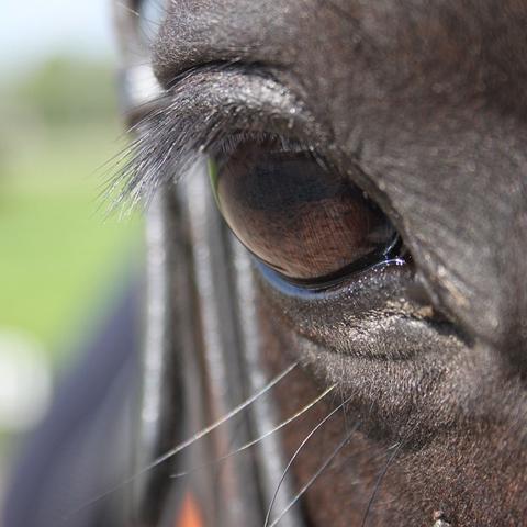 EHV-2 richt zich op het paardenoog-L-Lysine-NML-health