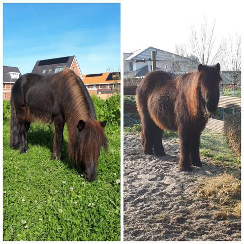 Paard Jouke test Phytonics Hypo balance 