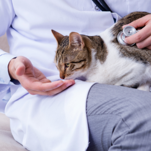 Uit de praktijk van.... Evelien van der Waa, VacciCheck bij katten