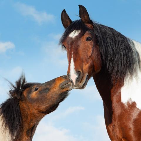 knuffelende pony's